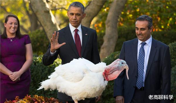作秀還是善心大發，美國總統感恩節“特赦”的火雞，結局個個慘烈-圖6