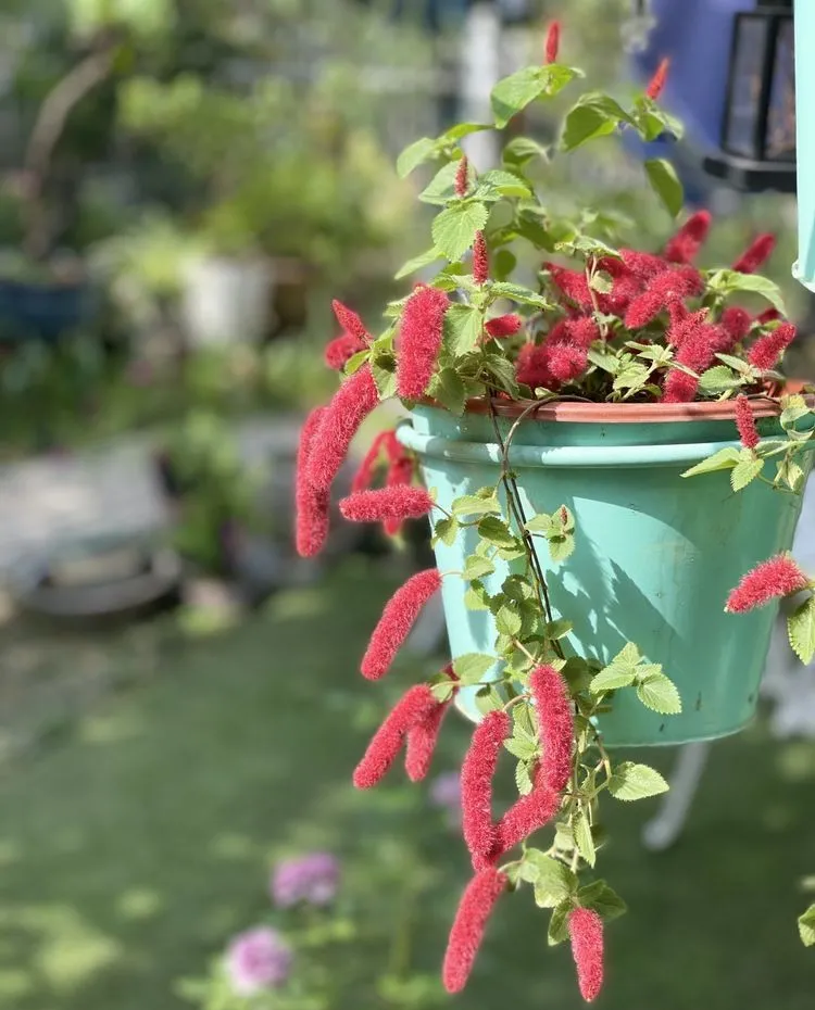 多肉植物|荒废了10年的80㎡小院，经过一番DIY花园改造，成了我最爱待的地方