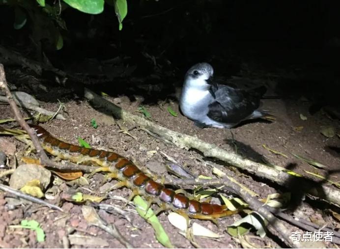 蜈蚣 地球将重回“巨虫时代”？澳洲出现巨型蜈蚣，每年吃掉3700多只海鸟