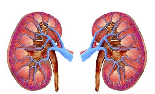 尿毒症|做好有关疾病的防治工作，可以减少尿毒症的发生