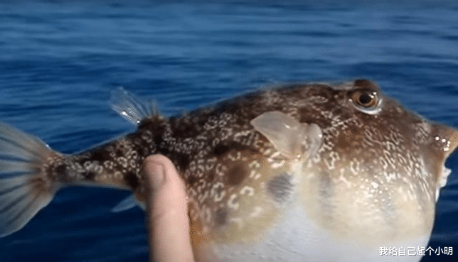  膨胀的像气球一样的河豚被针扎一下，会发生爆炸吗？看完大开眼界