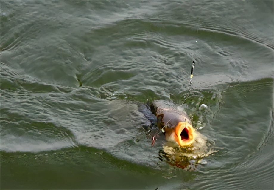 |在垂钓中最失败的一种钓获，可以说没有之一