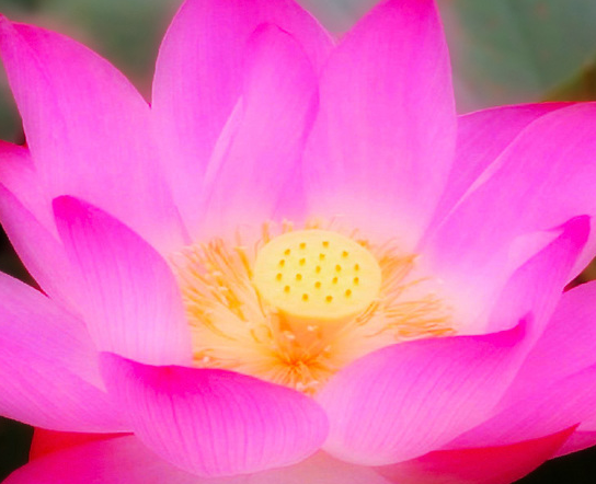 星临天下|7月11日开始,4属相福旺、喜事多,事业进步,生活锦上添花