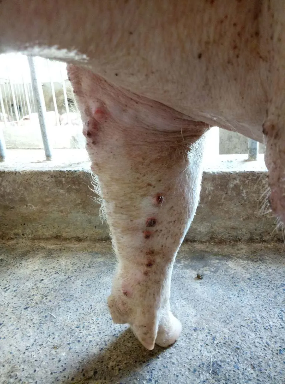 皮炎|早发现早治疗！夏季猪场都在发生五种皮肤病
