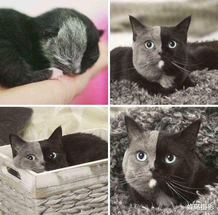 北极 35张罕见的生物照片：图3老鼠是用金丝做的吗？猫都下不去嘴