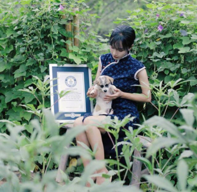 李子柒|李子柒又要火了？再次突破吉尼斯世界纪录，穿旗袍露面美得高调