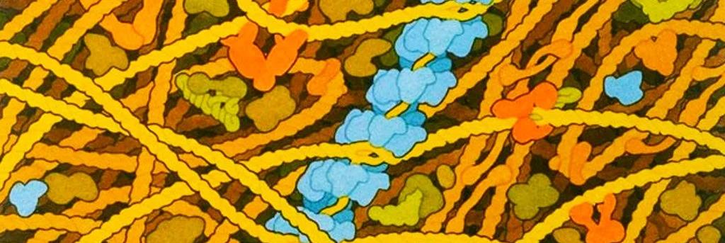 科学家 科学家们实时观察细菌修复断裂的DNA，以了解它是如何完成的