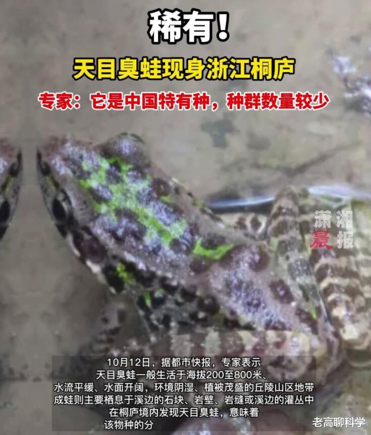 暗黑2 罕见，仅此1只！浙江桐庐发现天目臭蛙，全球2个分布点都在我国！