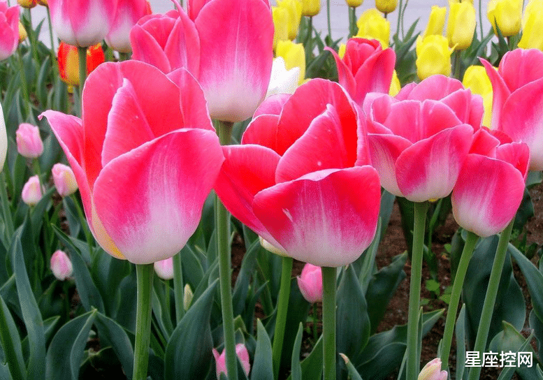 星座控网|九月开门红，接三喜的生肖：事业明朗，生意兴隆，桃花朵朵开