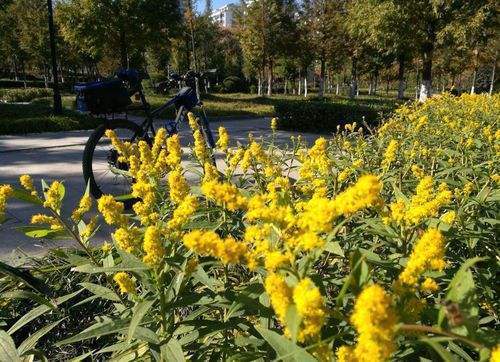 全国各地惊现“恶魔之花”，简直就是生态杀手，一旦发现赶快上报