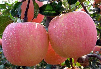 水果|小雪时节多吃这六种水果，保持好心情，愉快地度过初冬