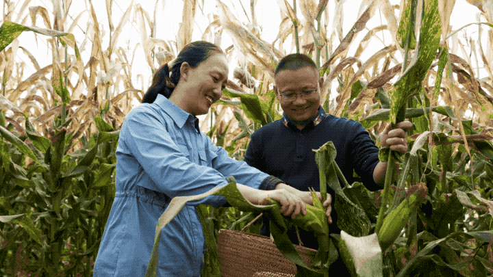 蟑螂|一对高学历夫妻的10年：有钱不享受，过得灰头土脸却很骄傲