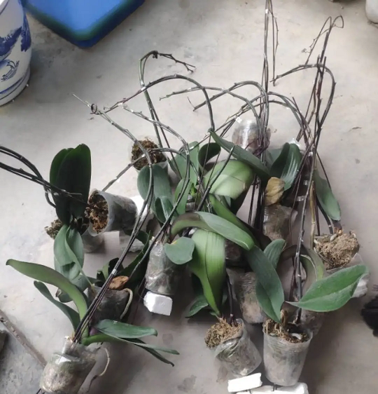 向阳园艺|家门口就是花卉市场，花盆，花土不用买，家里的花都是捡的