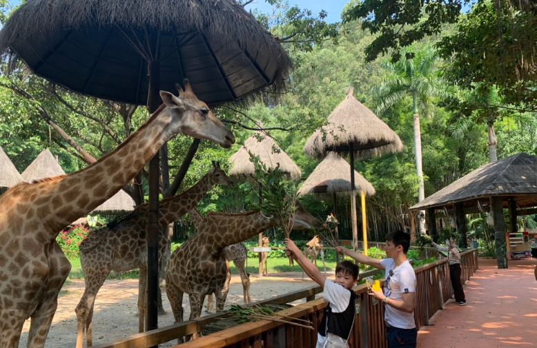 全红婵|全红婵终于露面，短短10天长高+长胖！一句话登上热搜，给师哥陈艾森留言