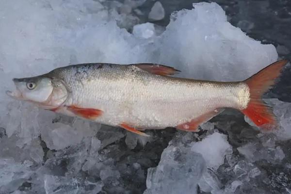 |这种鱼野钓经常遇见，和翘嘴相似，肉质鲜美，具有很高的食用价值