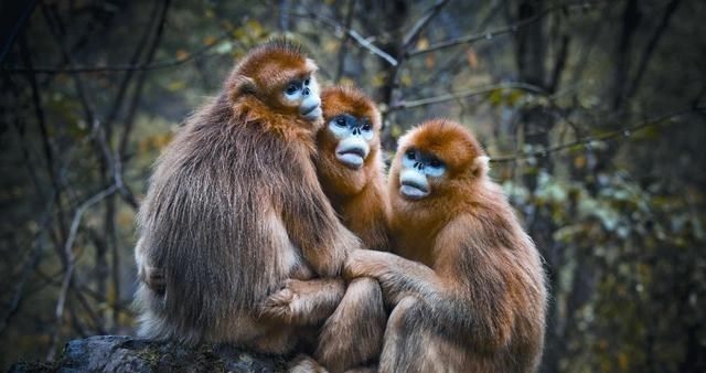 奶豆说育儿|50余只！四川又发现金丝猴新种群，是好还是坏？