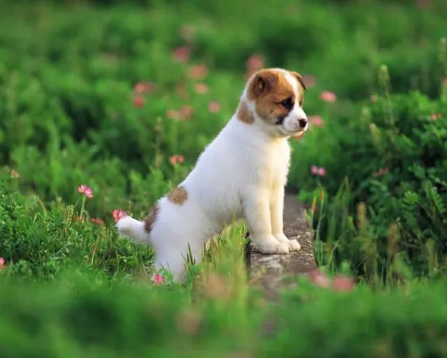 玄风八字运势|8月11日 星期三 七月初四，吉利的属相有哪些？