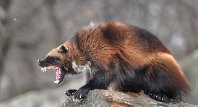  灭绝物种“金刚狼”消失100年后再现身，这是好事？还是环境预兆