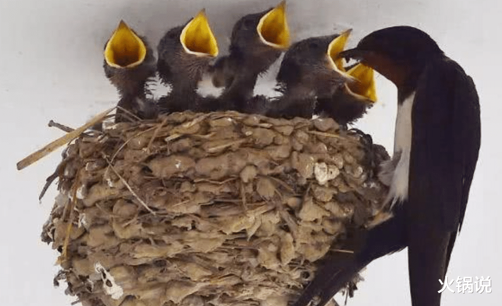 旅行者 俗语“响石进了门，穷走福气存”，何谓响石？古人此话有何用意？