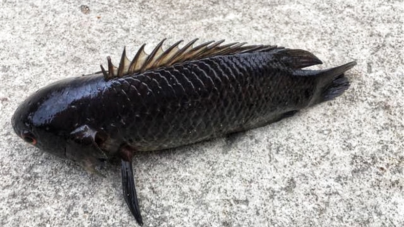 小辣椒体汇 广西柳州河沟里的巴毛鱼因气温回升大量繁殖，钓鱼人：最怕钩到它