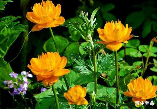 遵生养命|金莲花的功效与作用 金莲花的禁忌