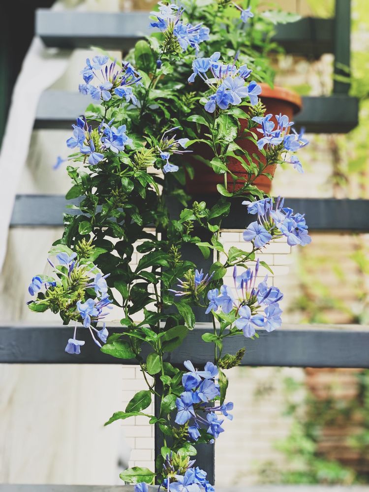 古镇 我的54㎡露台花园,一个可在花丛中漫步的地方,舒适宜人美不胜收