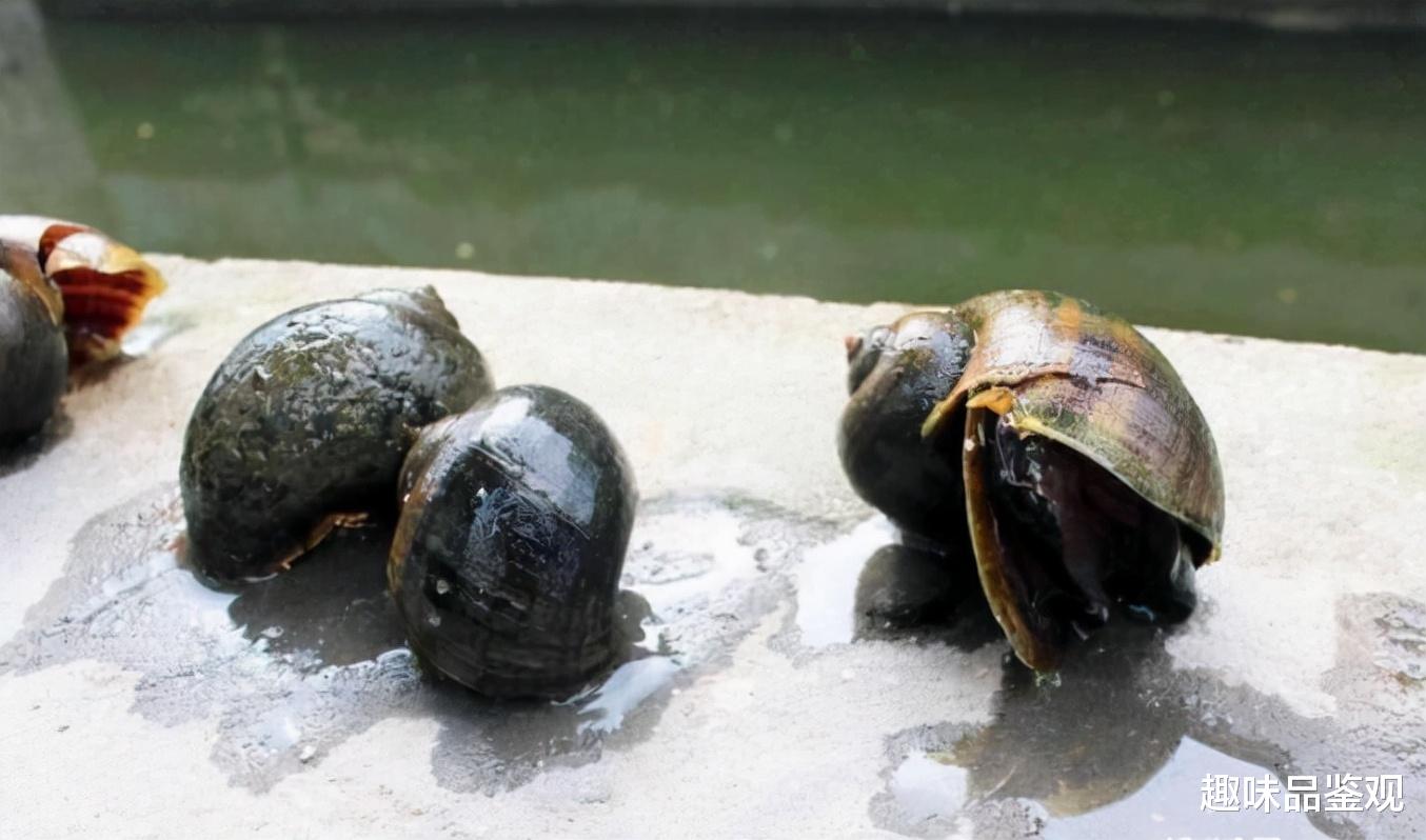 潘建伟 蜗牛遇到盐真的会化成水吗？盐是如何消灭蜗牛的？