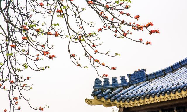 侃旅 春季广州赏花游，这几个地方是不错的选择，你更喜欢哪个？