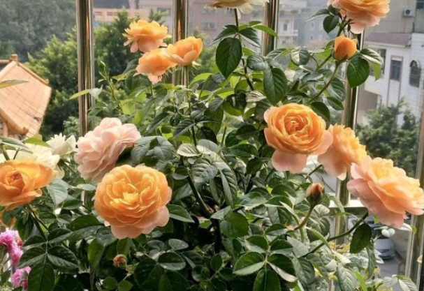 判达说事 两周后，念念不忘，一如既往，月老点名相助，有望与旧爱破镜重圆