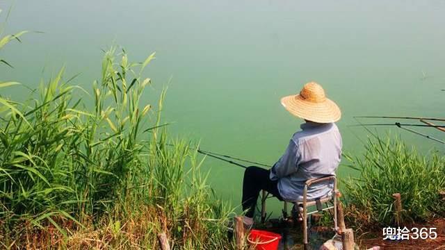 大渡口|深圳一河中“鱼儿成灾”，岸边却一个钓鱼人也没有，原因令人无奈