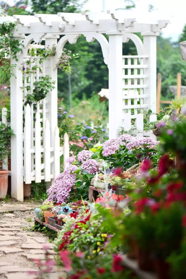 他建了座2亩的鲜花小院,满足你对花园的所有幻想!