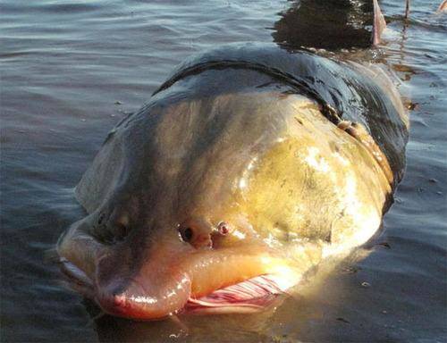 |钓鱼人的福音，贵到吃不起的淡水鱼，钓到不是发财就是罚款.