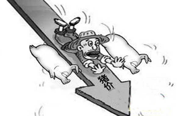 生猪价格 2月3日:猪价继续跌,东北却反弹,但“一剂猛药”来了,还得跌