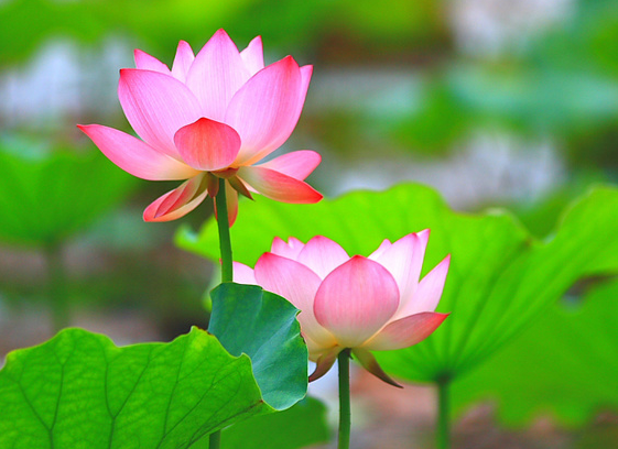 星临天下|8月中旬,喜鹊报喜,4属相贵人相助,升职加薪,心想事成