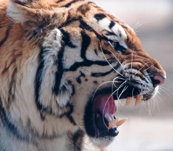 北京男子参观白虎时下车，蹲在白虎面前挑衅，老虎为何不咬他？