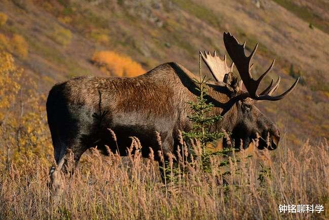 驼鹿|为什么我国要保护没有灭绝危险，甚至局部泛滥的驼鹿？