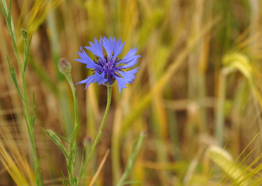 生肖|4月底，桃花可再开，爱情可再来，3大生肖真爱降临续前缘，此生不离不弃