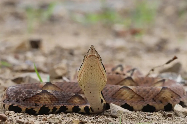 月球 威风凛凛的五步蛇，永远都是昂首挺胸，确实有它骄傲的资本
