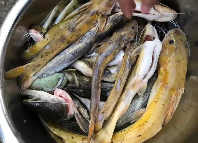 |钓到芝麻剑竟敢贩卖?那是国家二级保护动物!钓鱼人必须要守法