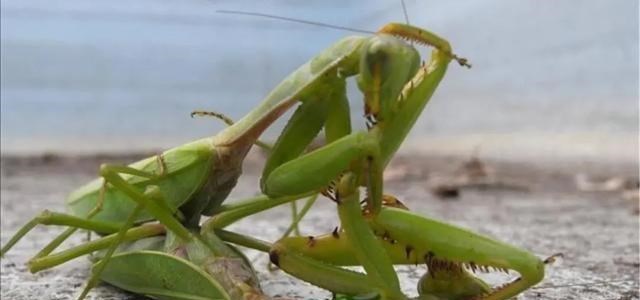  为什么螳螂交配完以后，母螳螂会把丈夫吃掉？其实你错怪母螳螂了
