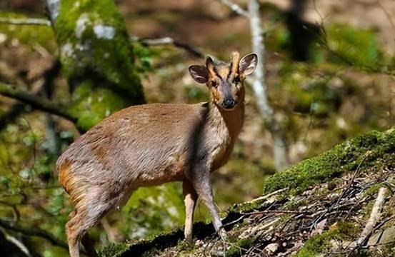 梓琪育儿说|“灵兽”大军压境！日本首都被它们包围，灵兽到底是什么动物？