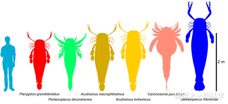 化石 最初的海怪，中国首次发现4。3亿年前混翅蜍化石，它们有多奇特？