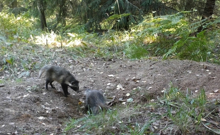 猞猁 现实中的百兽混战！猞猁杀狼，狼群捕熊，貉亲手埋葬狗獾