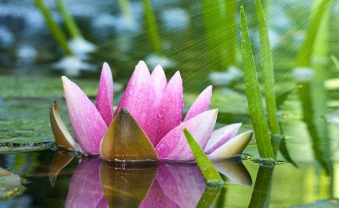 那年的星座|熬到8月中，桃花追着跑，钱财大赚，美梦有望实现的属相