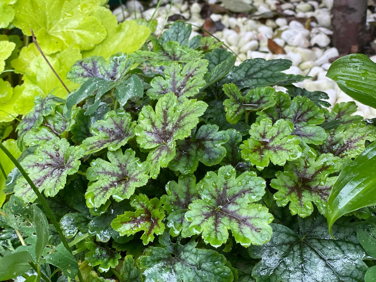 ?6万不到,改造72㎡现代庭院花园,教你做一个低维护的懒人花园