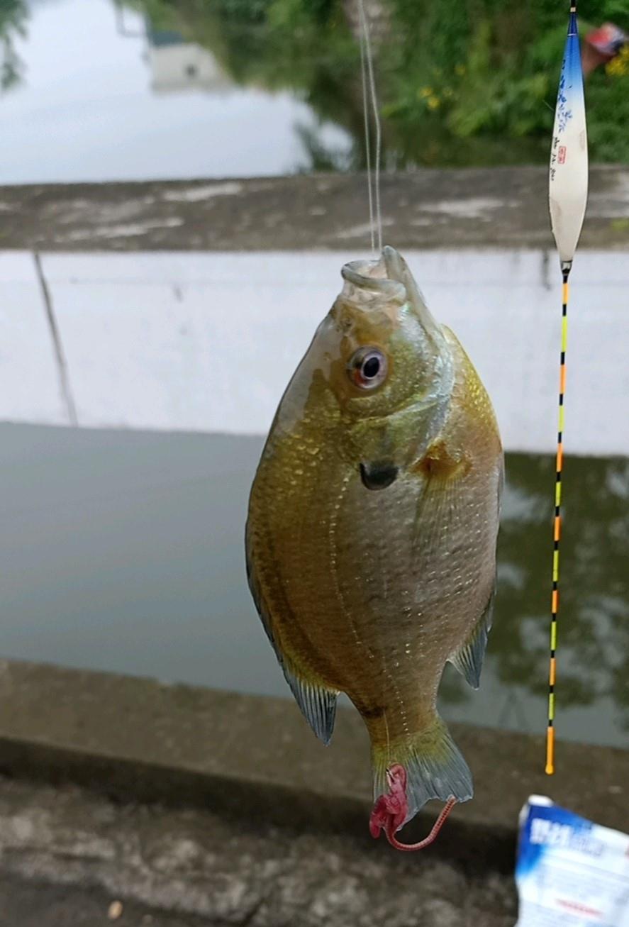 |台州一小河太阳鱼泛滥，凶猛贪吃，钓鱼人：丢块石头都追着咬