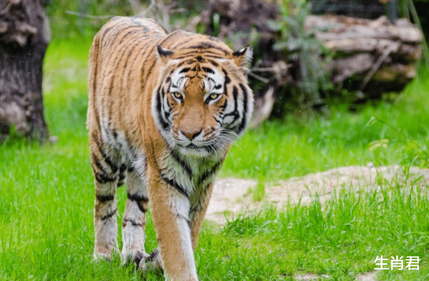 运势|运势大爆发财源滚滚来,属虎人得到财神偏爱,财运指数节节高