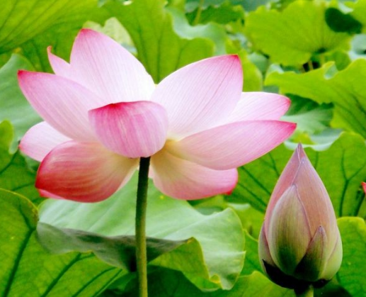 星临天下|8月下旬，鸿运当头，4属相机遇不断，财源广、横财来，生活无忧