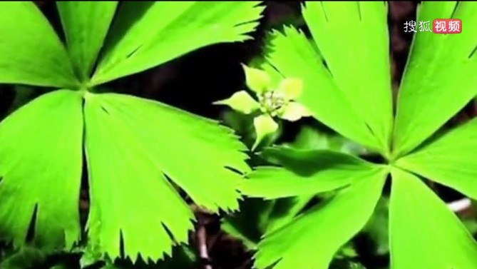 男子花100元买盆花，警察半夜找上门，结果悲剧了