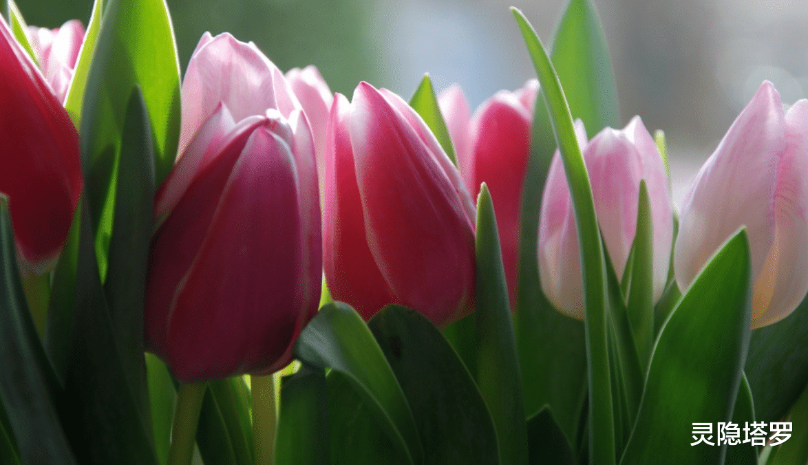 灵隐塔罗 灵隐塔罗：双鱼座10月下半月情感，对感情有执念，但又舍不下面子